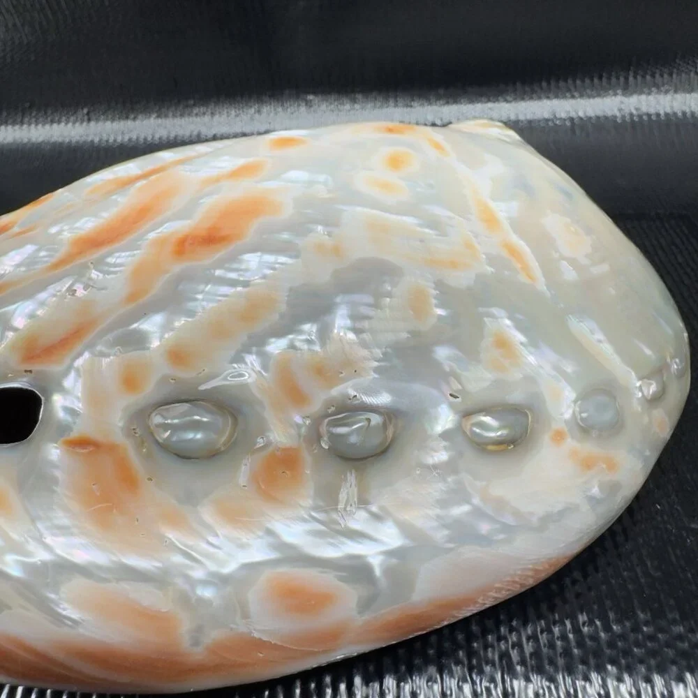 Natural Abalone Shell Large Dish Bowl Container Trinket Holder Iridescent Smooth